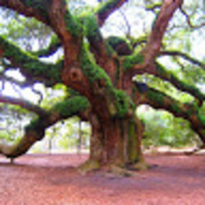 Meet your Posher, Savannah